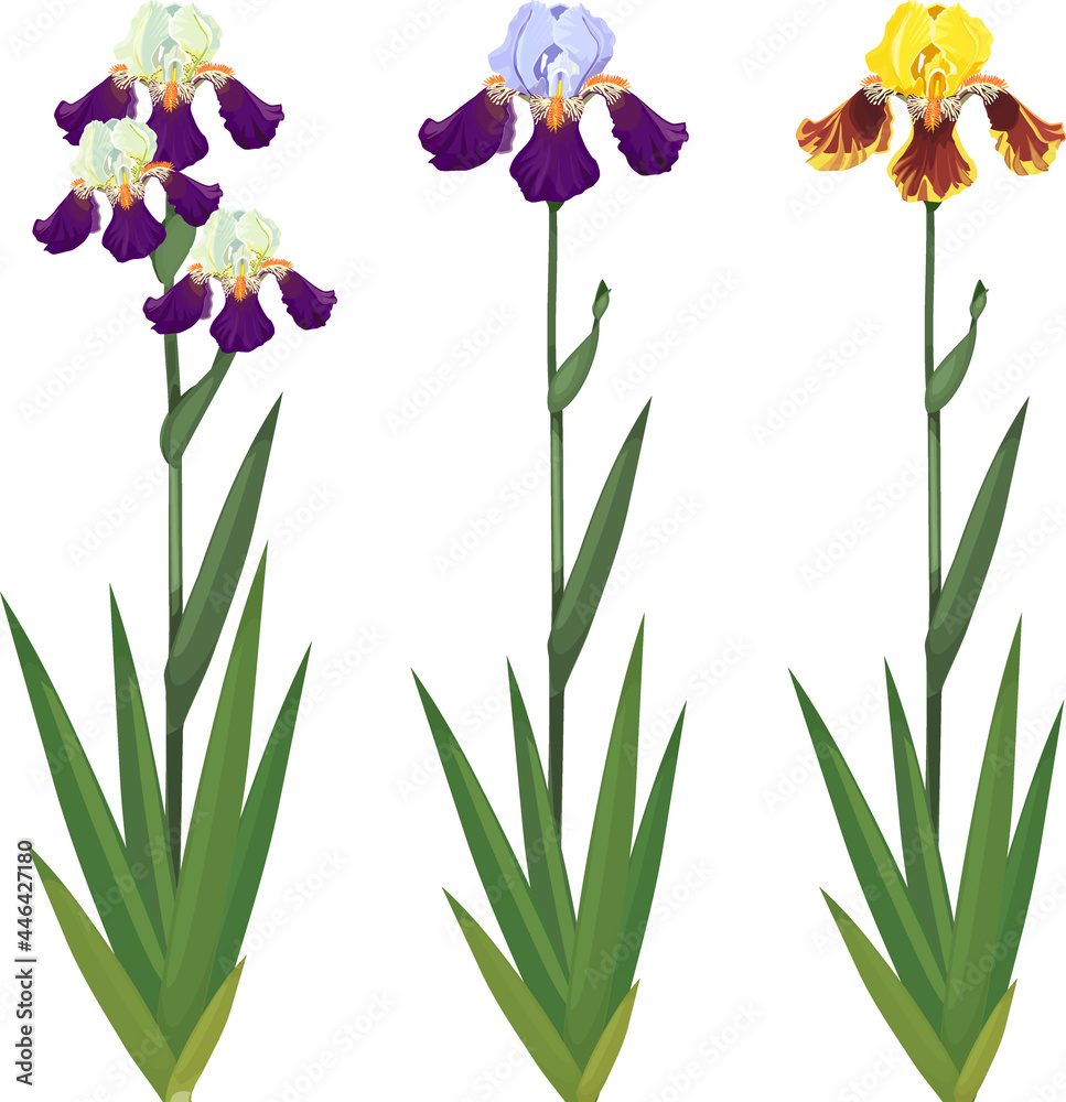 Set of iris plants with flowers of different colors and green leaves isolated on white background