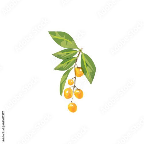 nance nanche fruit(Byrsonima crassifolia and Malpighia mexicana) isolated on a white background photo