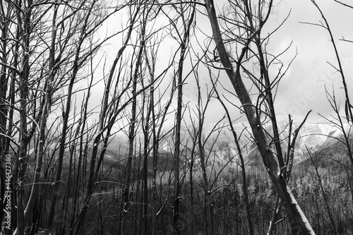 bare trees in winter, with snow covered mountains in background photo