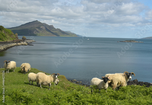 Sheep and lambs on The Braes on Skye, Scotland