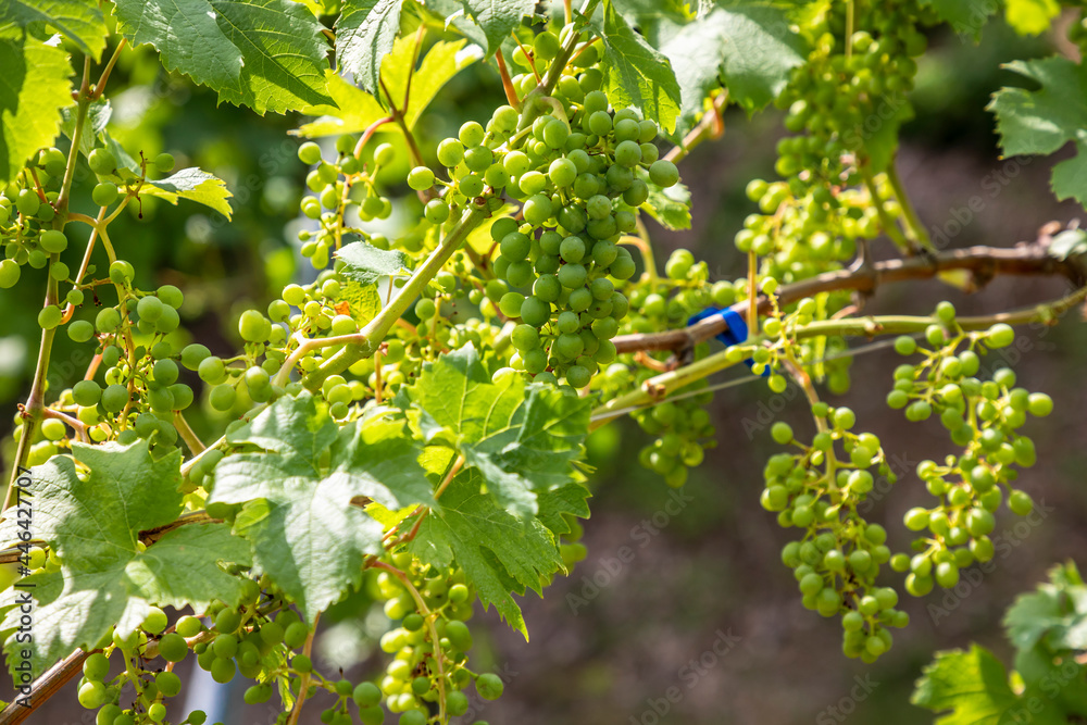 Fototapeta premium summer in vineyard in southern styria, an old wine growing country in austria named südsteirische weinstrasse