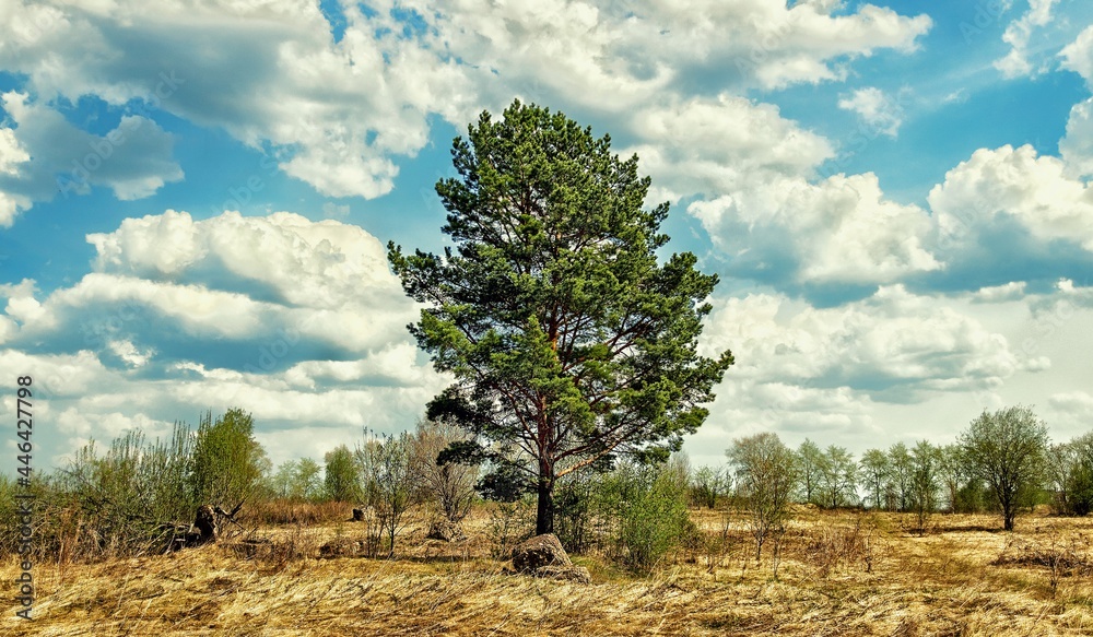 Obraz premium tree in the field