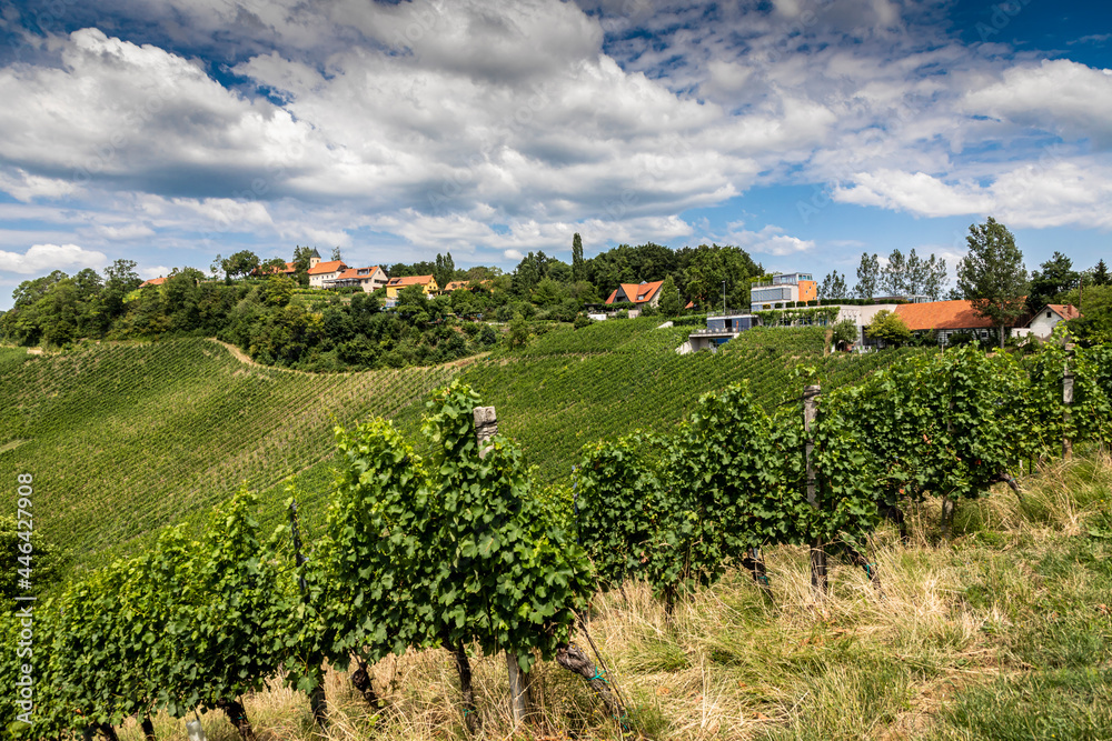 summer in vineyard in southern styria, an old wine growing country in austria named südsteirische weinstrasse