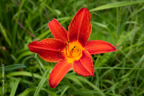 Closeup of day-lily