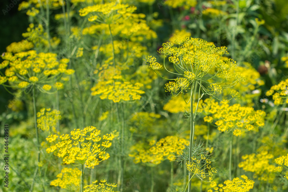 Dill (Anethum graveolens) Plantation On A Sunny Day Dill (Anethum graveolens) Plantation On A Sunny Day