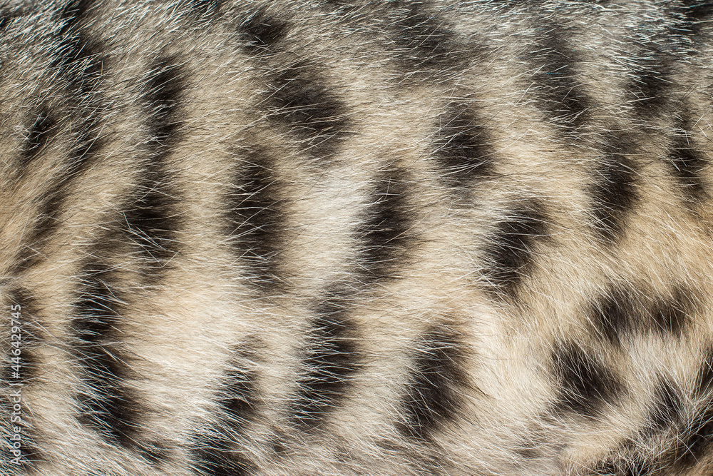 Tabby Cat Fur Texture Full Frame Background Stock Photo Adobe Stock Tabby Cat Fur Texture Full Frame Background Stock Photo Adobe Stock
