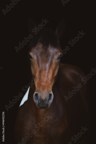 art portrait of young pinto gelding horse isolated on dark black background