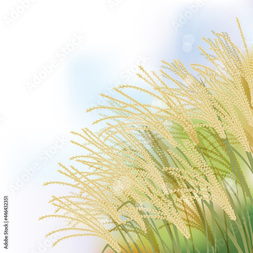 ススキの風景イラスト