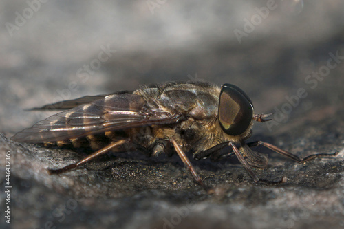 Side view macro of large horsefly male sitting on a dark stone © JGade
