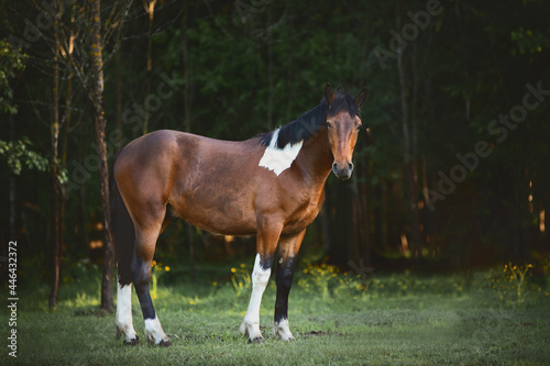 portrait of young pinto gelding horse standing in green field in paddock on forest background in the morning in summer