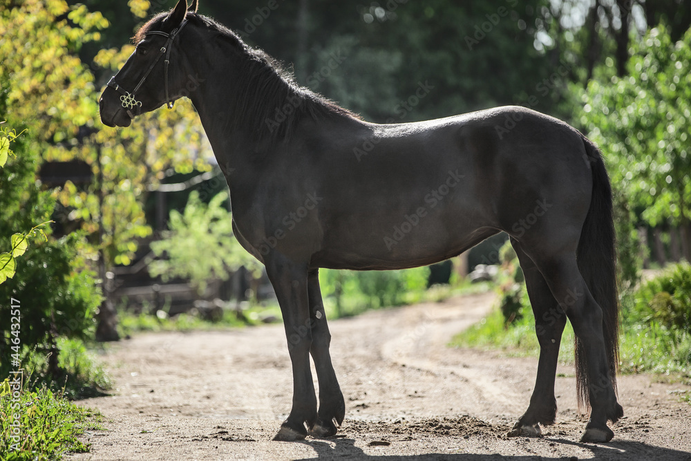 portrait of young friesian mare horse standing on road in the morning in summer portrait of young friesian mare horse standing on road in the morning in summer