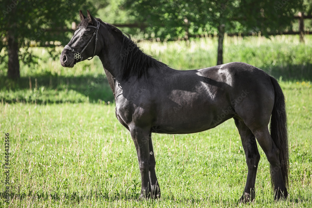 portrait of young friesian mare horse standing in green meadow in summer