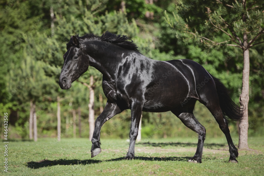 portrait of young friesian mare horse galloping in green meadow in summer portrait of young friesian mare horse galloping in green meadow in summer