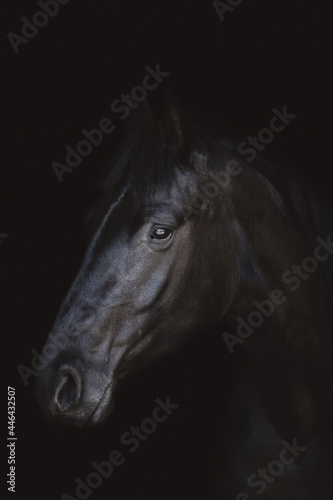 art portrait of young friesian mare horse isolated on dark black background © vprotastchik