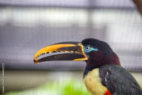 The chestnut-eared aracari (Pteroglossus castanotis), is a bird native to central and south-eastern South America. 
its diet mainly consists of fruit taken from trees in the area photo