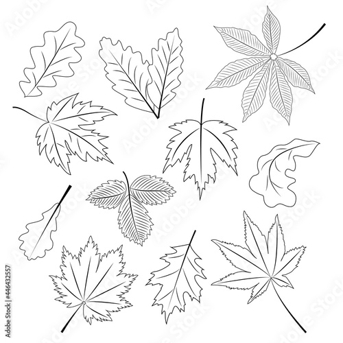 A collection of autumn leaves in a linear style. Vector illustration isolated on a white background © Ольга Примачек