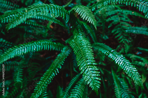Redwood Ferns.