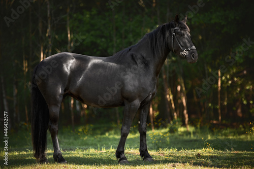 Obraz na płótnie portrait of young friesian mare horse posing in green meadow in shadow of trees