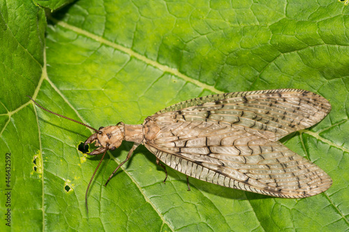 Eastern Dobsonfly (Corydalus cornutus) photo