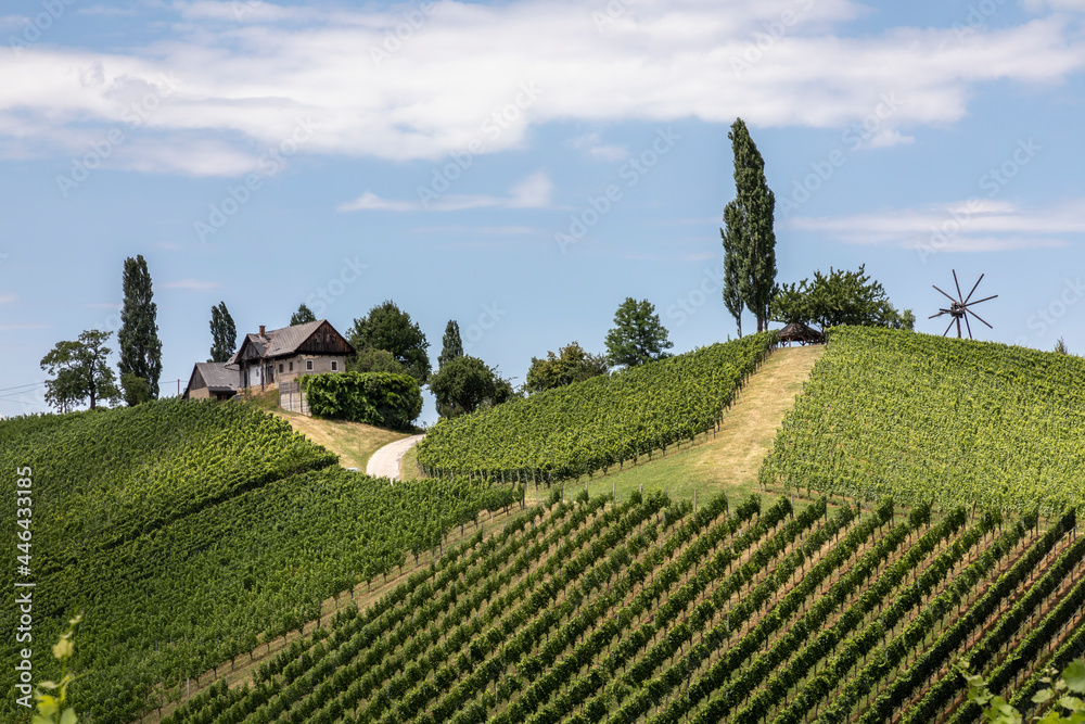 summer in vineyard in southern styria, an old wine growing country in austria named südsteirische weinstrasse