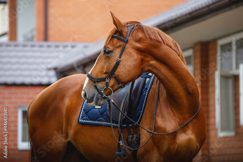 portrait of chestnut dressage gelding horse with bridle, pad and saddle posing near red brick stable wall photo