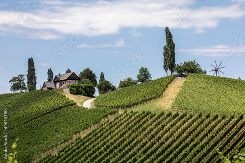 Obraz na płótnie summer in vineyard in southern styria, an old wine growing country in austria named südsteirische weinstrasse w salonie