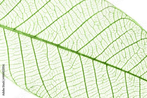 Close up of veins of a transparent green leaf, nature background © Delphotostock