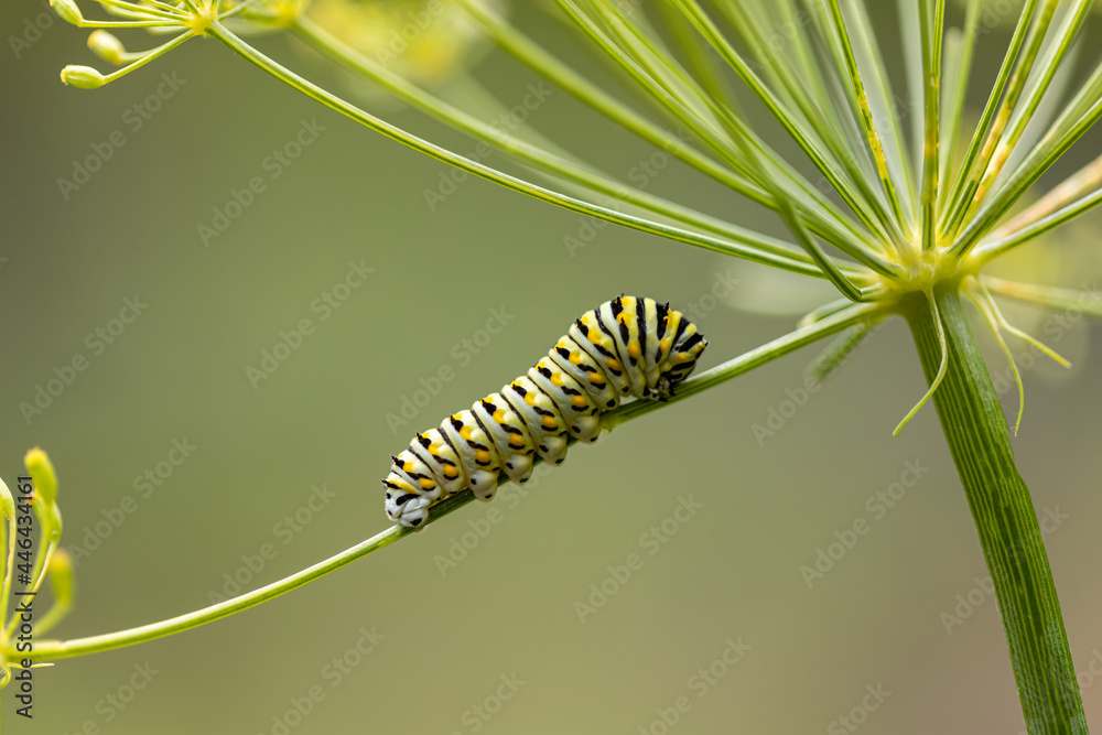 Eastern Black Swallowtail Caterpillar closeup on dill plant