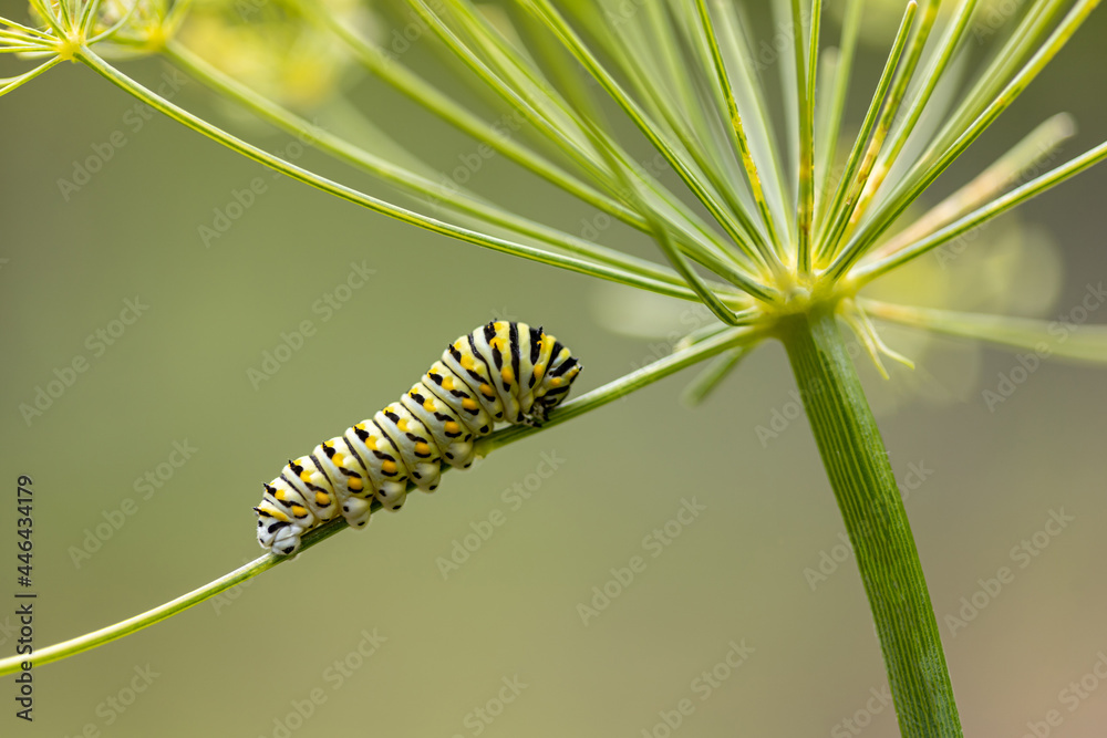 Fototapeta premium Eastern Black Swallowtail Caterpillar closeup on dill plant