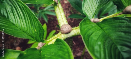 Konjac plant, 12 weeks old. Cultivation in northern Thailand is hot and humid.