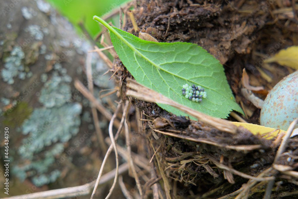 Butterfly eggs on a green leaf of tree. Butterfly eggs on a green leaf of tree.
