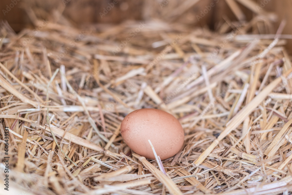 single egg in straw in a nesting box single egg in straw in a nesting box