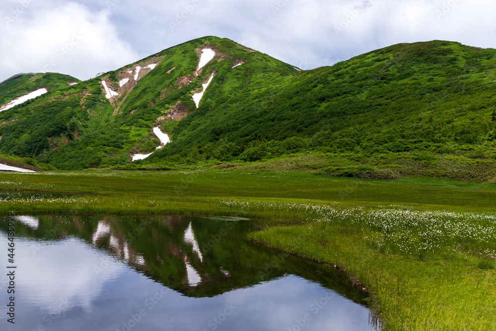 花の百名山火打山天狗の庭stock Photo Adobe Stock