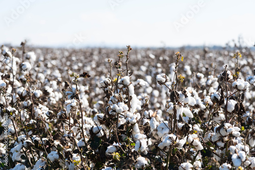 cotton fields close up view near Dubbo photo