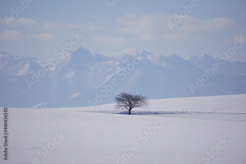 真っ白に雪化粧した丘に立つ一本の木とその向こうに見える雪山