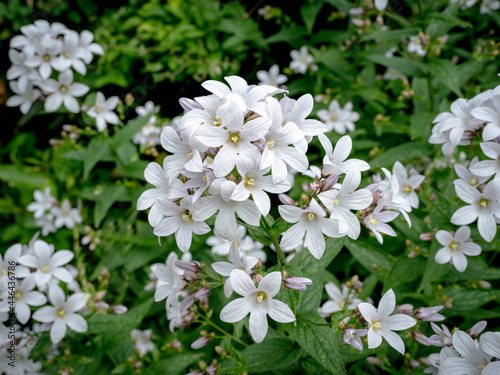 Pretty milky bellflower flowers, Campanula lactiflora Alba photo