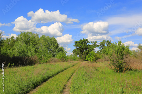 path on green meadow in spring forest