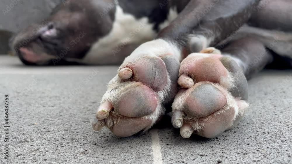 Closeup claws and paws of sleeping American Pit Bull Terrier. Dog paw pad in macro detail. Claws and hair between doggy paws worn by years Closeup claws and paws of sleeping American Pit Bull Terrier. Dog paw pad in macro detail. Claws and hair between doggy paws worn by years