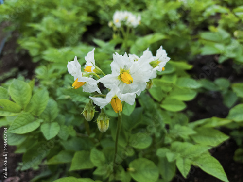 Potato top grass with blooming flower