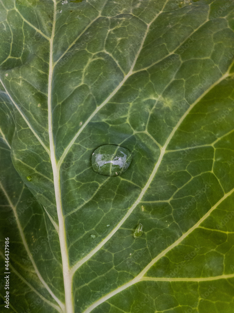 Green leaf macro with water drop Green leaf macro with water drop
