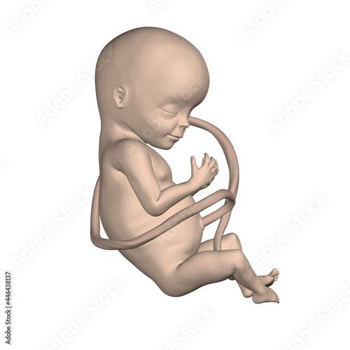 Realistic human fetus isolated on white background. 3D. Vector illustration