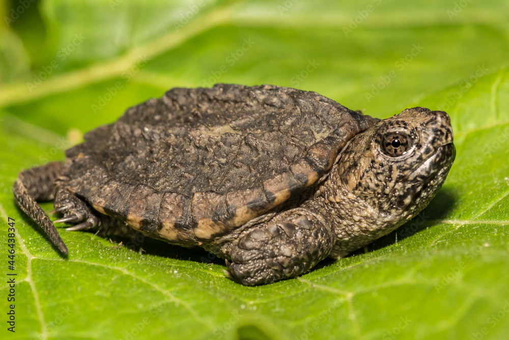 Obraz premium Common Snapping Turtle (Chelydra serpentina)