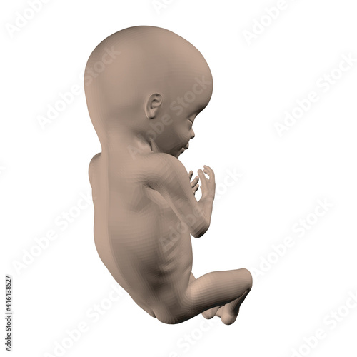 Realistic human fetus isolated on white background. 3D. Vector illustration