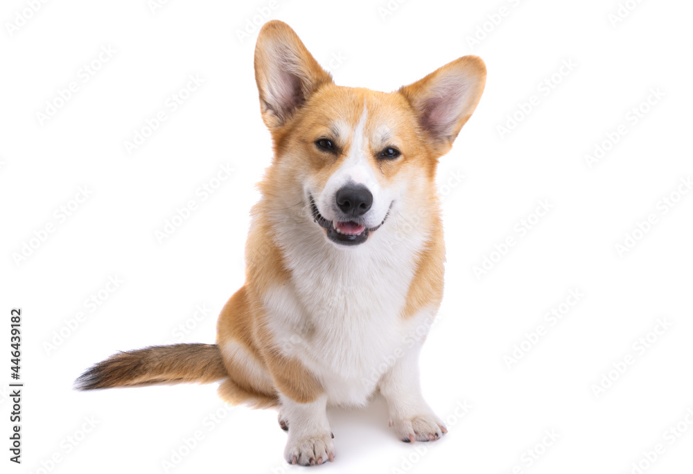 corgi portrait isolated