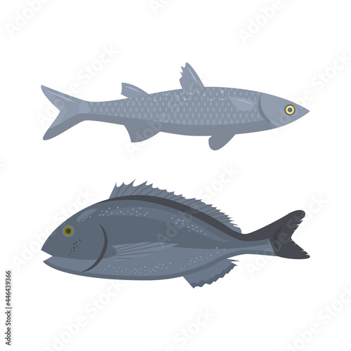 Vector illustration of sea or river fish dorado, pelengas, tuna.