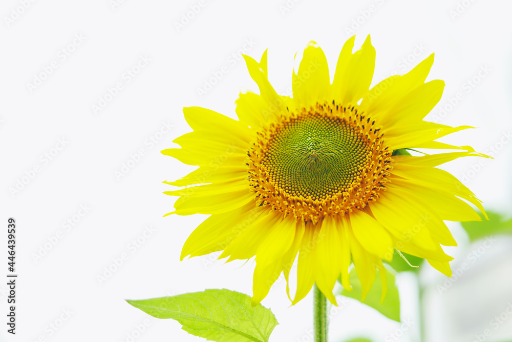 Fototapeta premium 向日葵