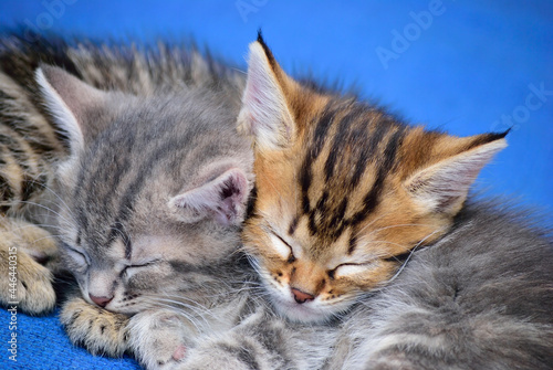 Kitten sleeping on a blue background