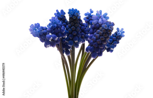 muscari flower isolated