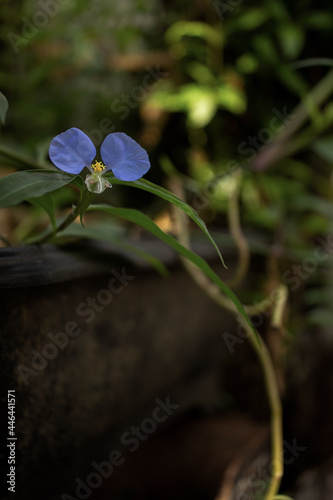 composição com flor trapoeraba azul em
 fundo verde photo