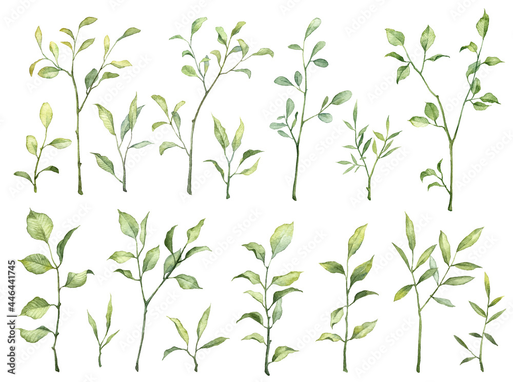 Collection of green plants isolated on white background. Watercolor hand painted high quality botany. Big set with green leaves on twigs. Botanical objects for scrapbooking and floral design Collection of green plants isolated on white background. Watercolor hand painted high quality botany. Big set with green leaves on twigs. Botanical objects for scrapbooking and floral design